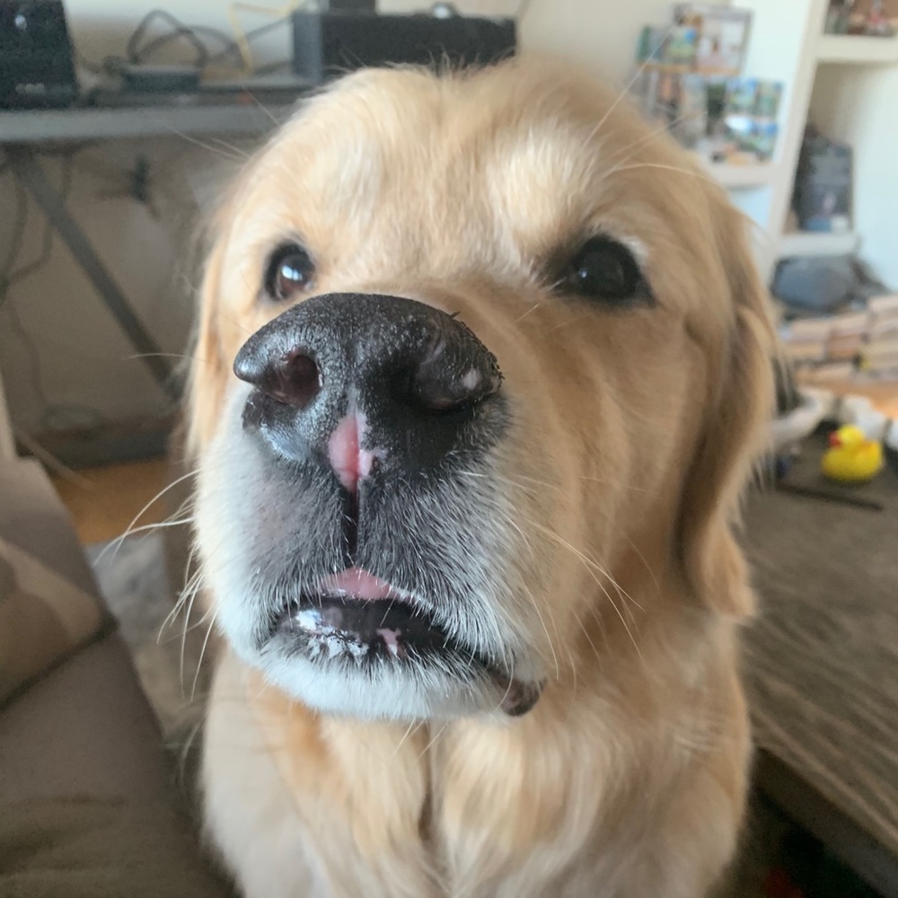 Meet your Posher, Heidi